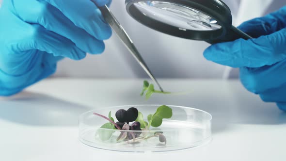 Medical Scientist Inspecting Microgreens Wearing Protective Unform Working in Laboratory