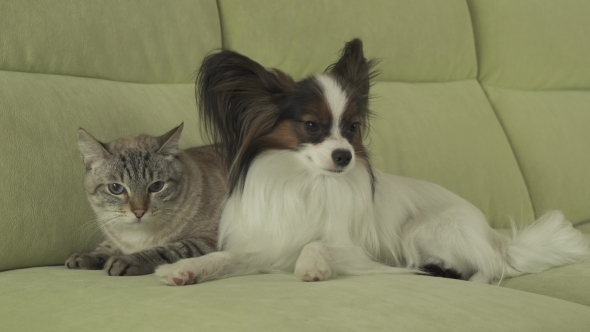 Dog Papillon Looks with Fear on Cat Thai Tense Relationship Stock Footage Video