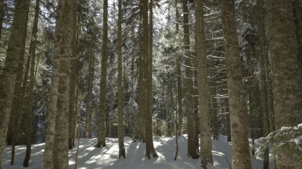 Morning Walk in the Spruce Forest in Winter in the Mountains