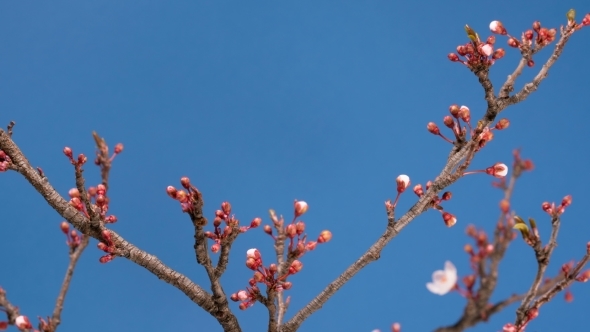 Spring Sakura Pink Flower Blossoming Branch