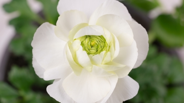 Opening White Ranunculus Flower