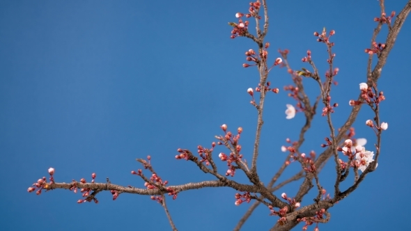 Spring Sakura Pink Flower Blossoming Branch