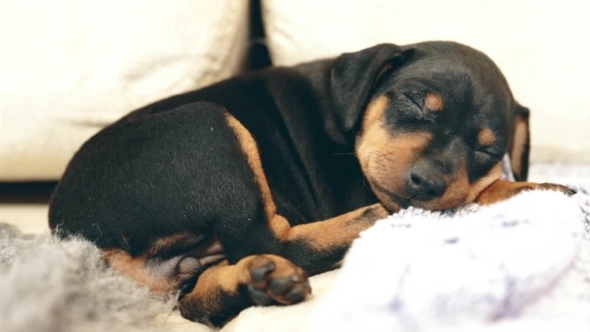 Small Black Miniature Pinscher Zwergpinscher, Min Pin Puppy Dog