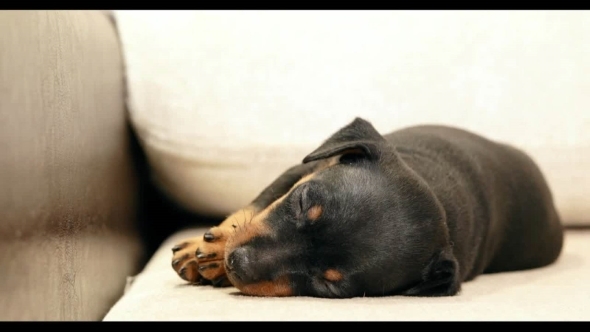 Small Black Miniature Pinscher Zwergpinscher, Min Pin Puppy Dog