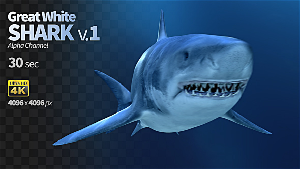 Great White Shark 1 alt
