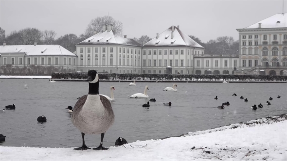 Wild Goose in Front of Castle Nymphenburg Palace in Winter with Snow