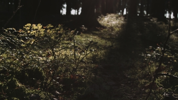 Autumn Forest in Sunlight