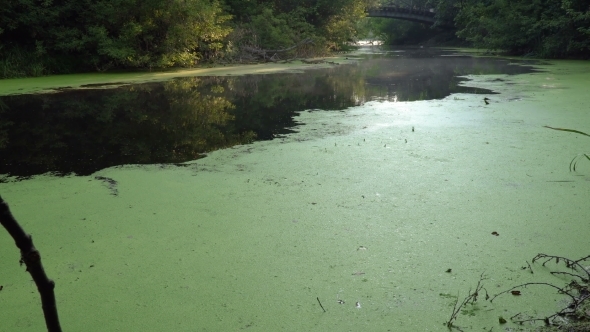 Green Duckweed on River