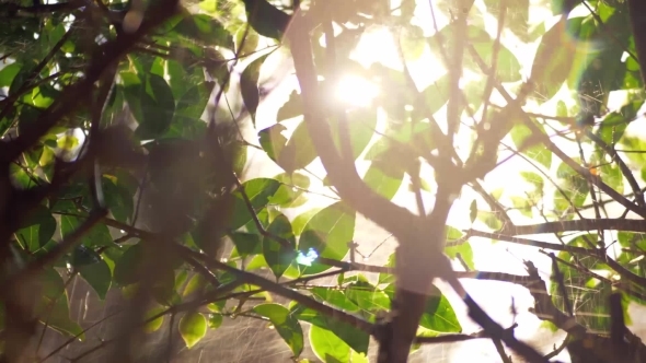 Sun Shining Through the Tree Branches During Watering