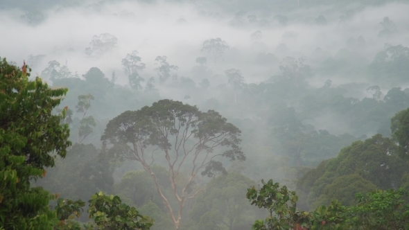 Misty Rainforest Treetops. Zoom Out