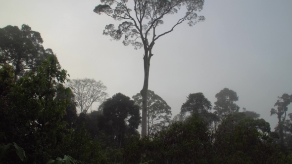 Tall Tropical Rainfprest Dipterocarp Trees in Misty Weather