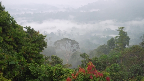 Misty Rainforest Treetops. Zoom In