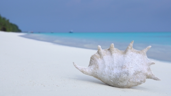 Seashell on Sandy Maldivian Beach, Nobody