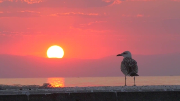 Lonely Seagull Near the Sea at Sunset