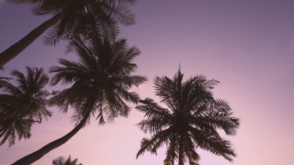 Sunset Through Coconut Palm Tree Leaf Silhouette