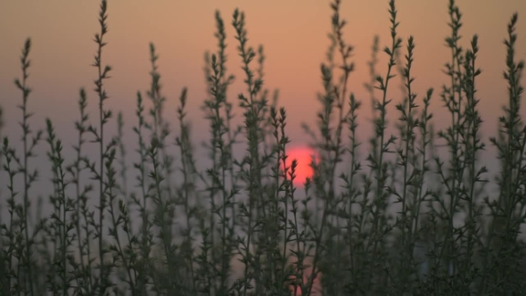 Red Sunset, View Through the Grass