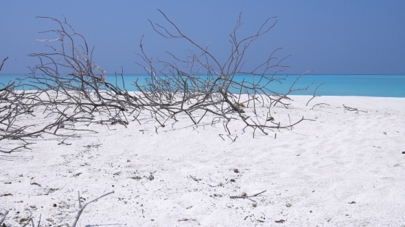 Perfect Wild Sandy Maldives Beach with Dry Bush