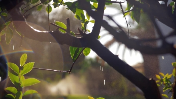 Wet Tree with Falling Water Drops and Sun Specks