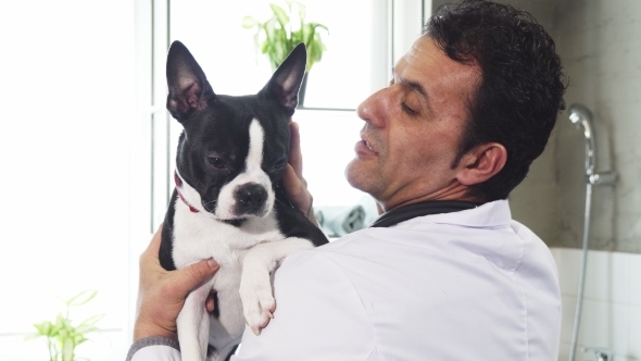 Cute Boston Terrier Canine in the Hands of a Male Vet