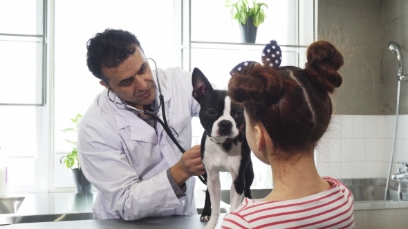 Professional Male Vet Examining Dog of a Little Girl at His Office