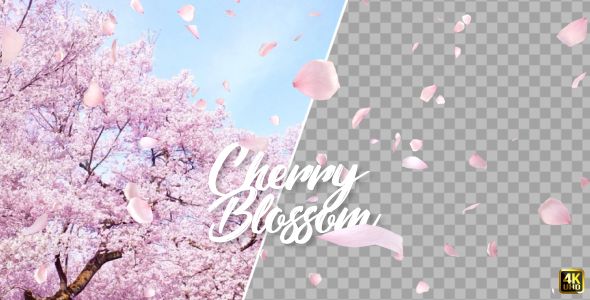 Cherry Blossom Falling alt