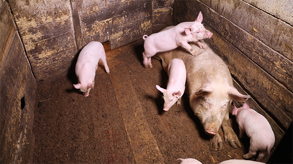 Several Piglets Run Around a Pig Pen