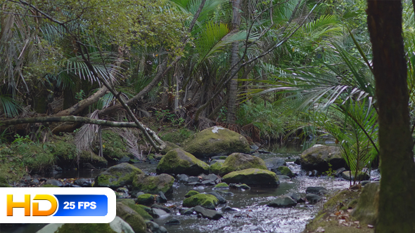 Creek in the Rainforest