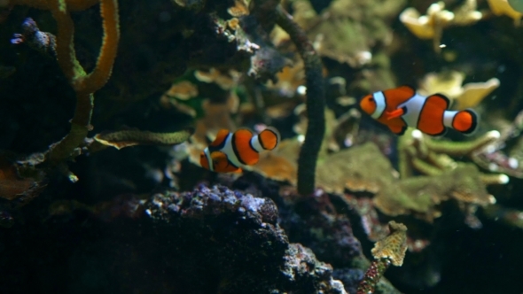 Two Clownfish