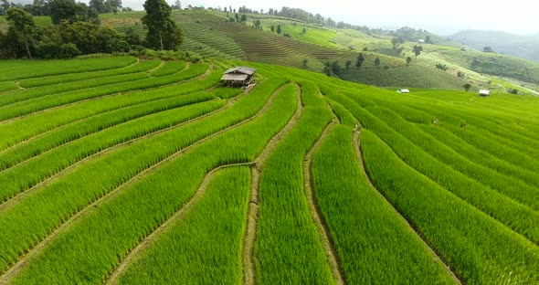 Rice Field Terrace on Mountain Agriculture Land