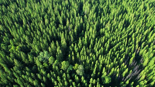 Drone flying over a beautiful pine tree