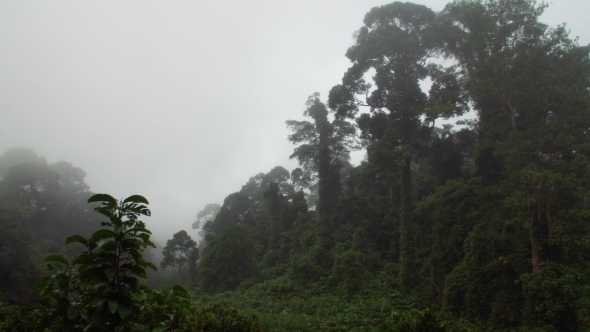 Tropical Dipterocarp Rainfprest in Mist