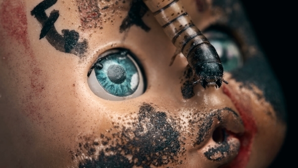 Larva Crawls on the Face of an Old Doll