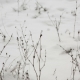 Winter Plants Swinging on Wind - VideoHive Item for Sale