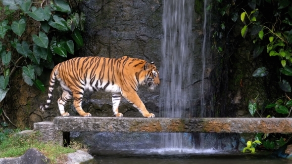 The Tiger Walks on the Rock Near the Waterfall. Thailand