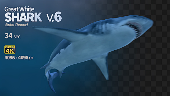 Shark 6