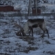 Reindeers Deer in Natural Environment, Tromso Region, Northern Norway - VideoHive Item for Sale