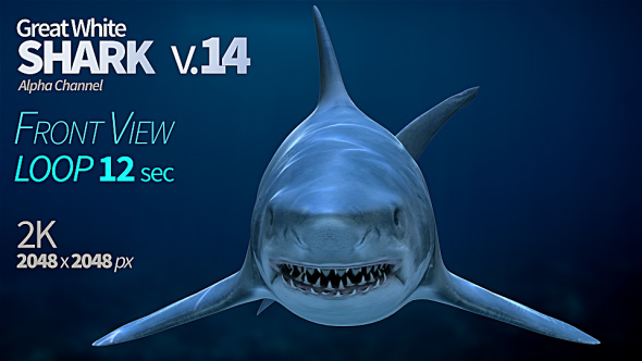 Shark 14 Front View