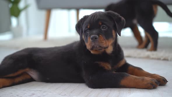 Rottweiler Lying on Floor at Home