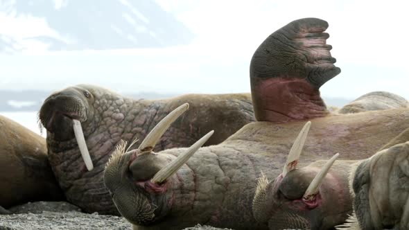 Walruses Lie On The Coast