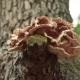 Forest Background. Mushroom Growing on a Tree - VideoHive Item for Sale