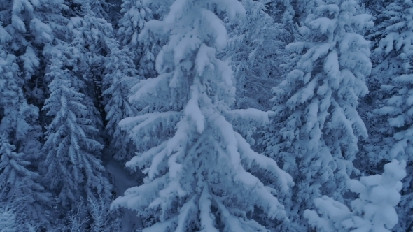 Flight over the Snow-covered Spruce Forest after Sunset