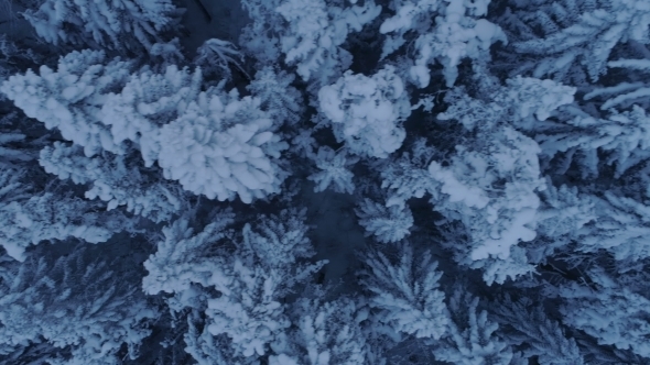 Flight over the Snow-covered Spruce Forest after Sunset