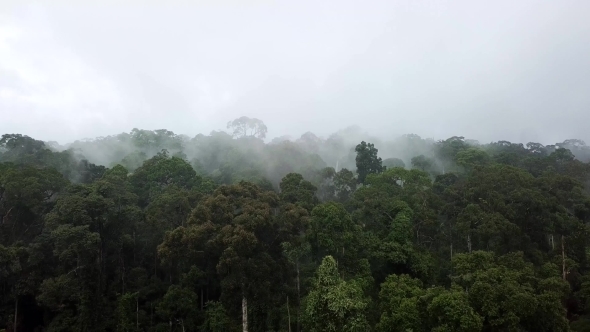 Aerial of Tropical Rainforest Dipterocarp Trees