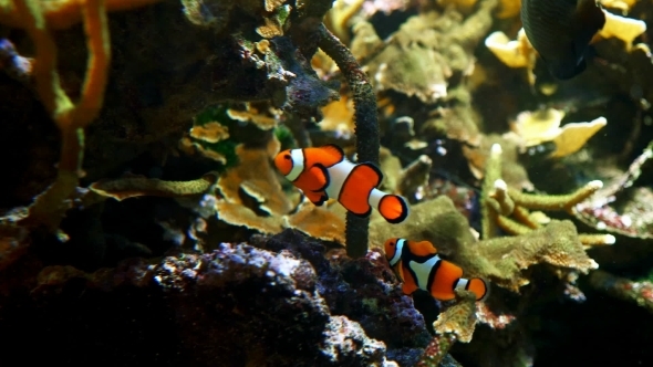 Clownfish Swimming Together