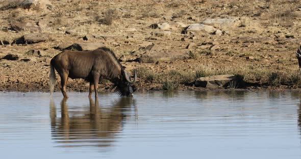 Black Wildebeest At A Waterhole - South Africa