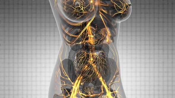 Human Body with Glow Blood Vessels alt