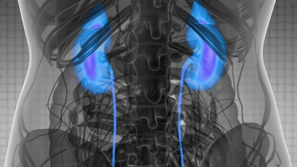 Anatomy Scan of Human Kidneys