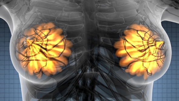Human Body with Visible Glow Mammary Gland alt