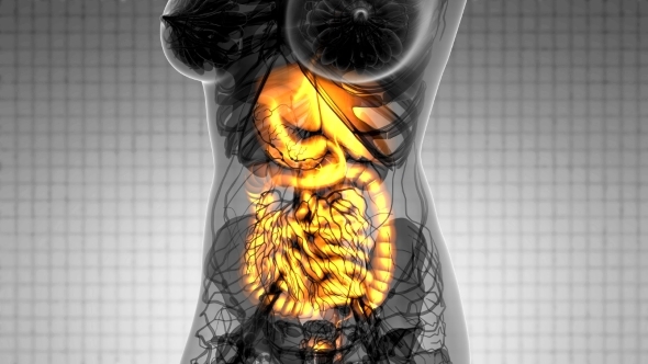 Human Body with Visible Digestive System alt