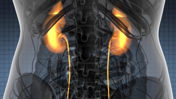 Anatomy Scan of Human Kidneys alt
